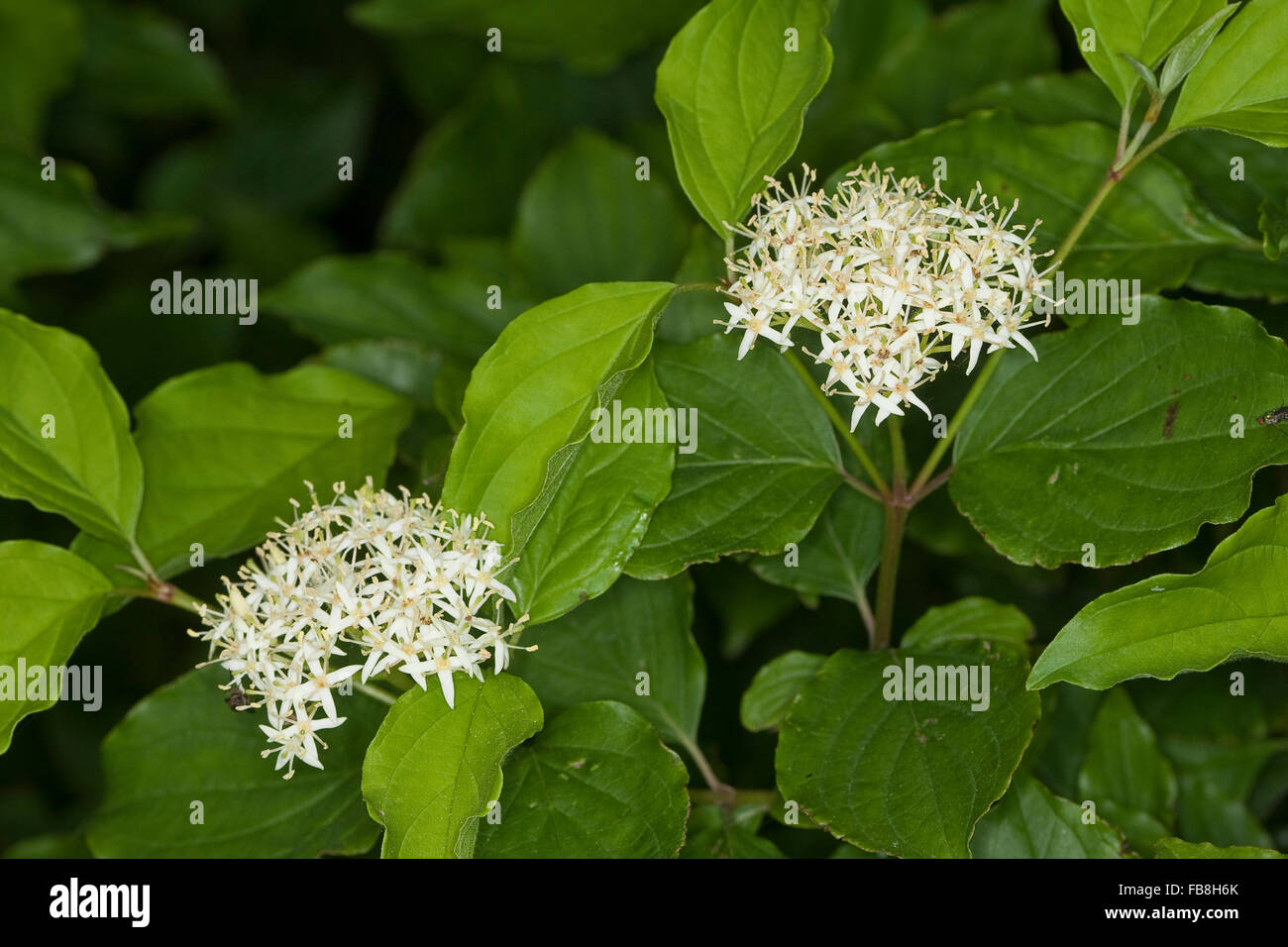 Gemeinsamen Hartriegel, Dogberry, Blutroter Hartriegel, Cornus sanguineaund, Cornouiller sanguin Stockfoto