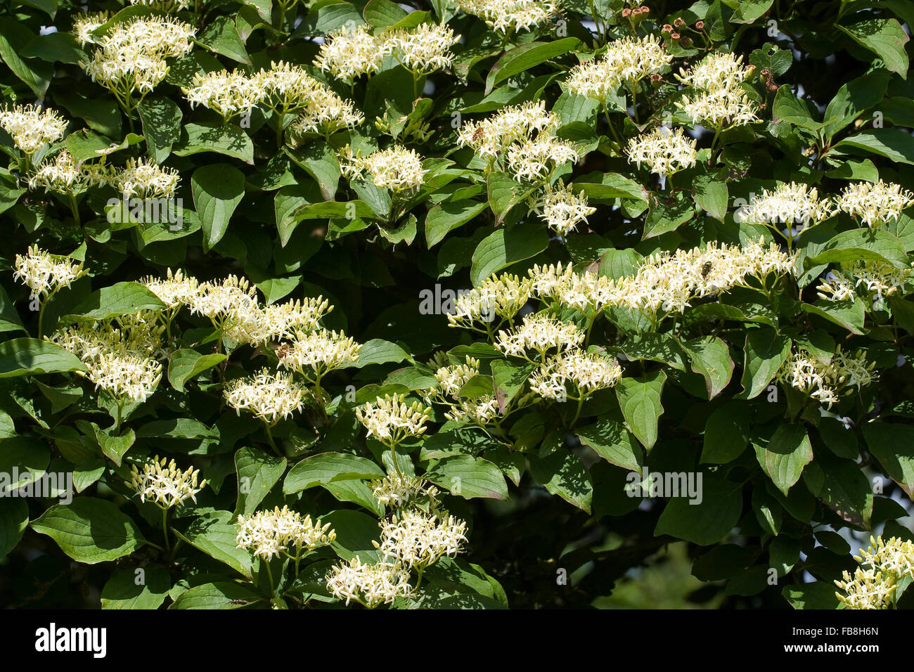 Gemeinsamen Hartriegel, Dogberry, Blutroter Hartriegel, Cornus sanguineaund, Cornouiller sanguin Stockfoto