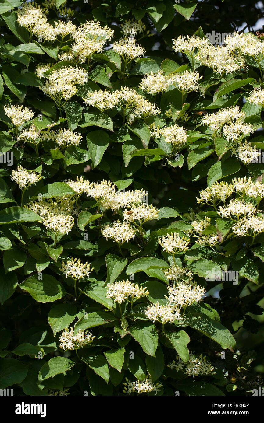 Gemeinsamen Hartriegel, Dogberry, Blutroter Hartriegel, Cornus sanguineaund, Cornouiller sanguin Stockfoto