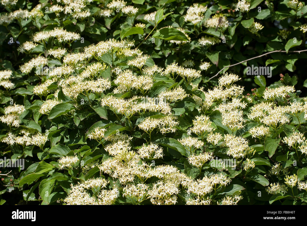 Gemeinsamen Hartriegel, Dogberry, Blutroter Hartriegel, Cornus sanguineaund, Cornouiller sanguin Stockfoto