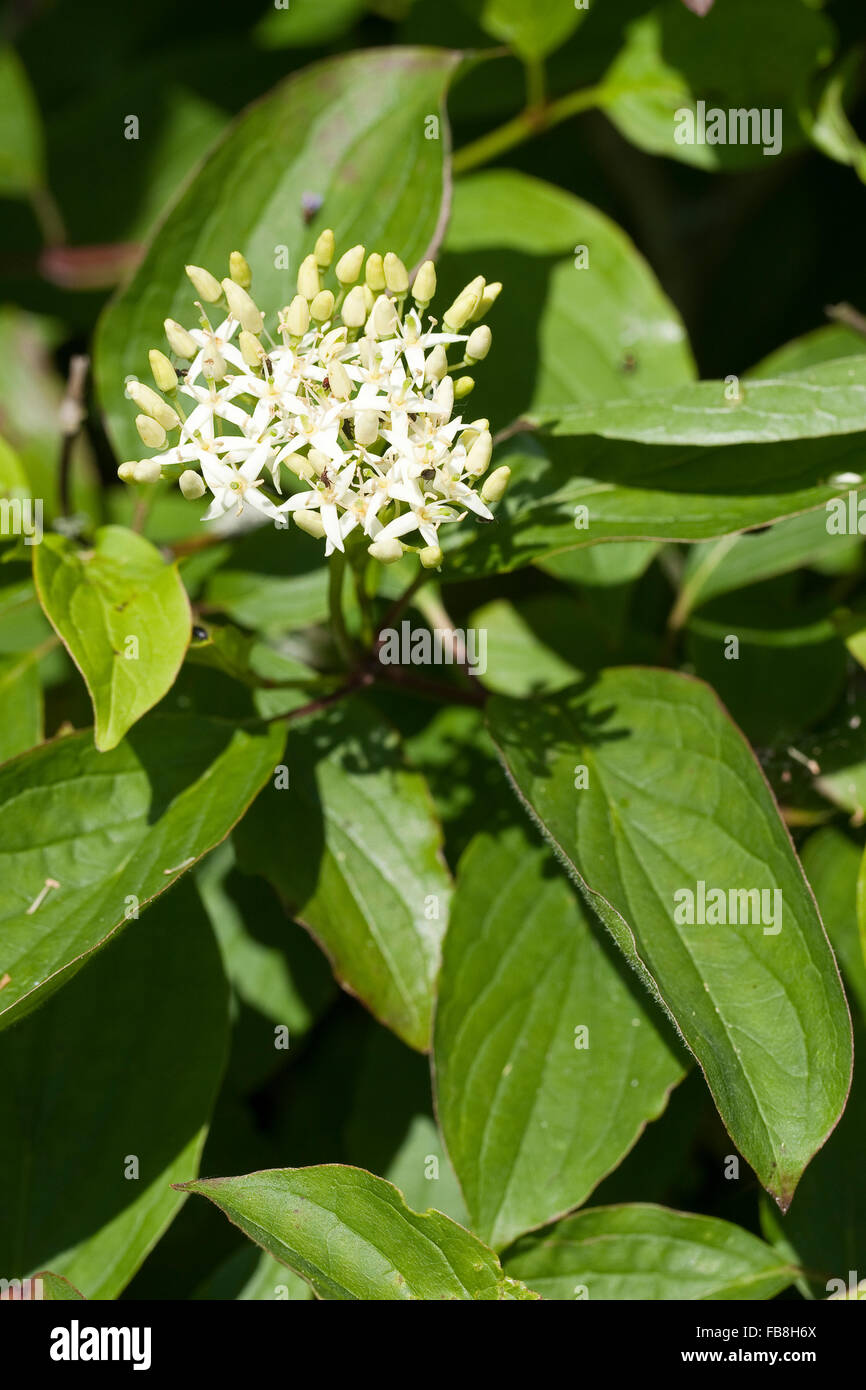 Gemeinsamen Hartriegel, Dogberry, Blutroter Hartriegel, Cornus sanguineaund, Cornouiller sanguin Stockfoto