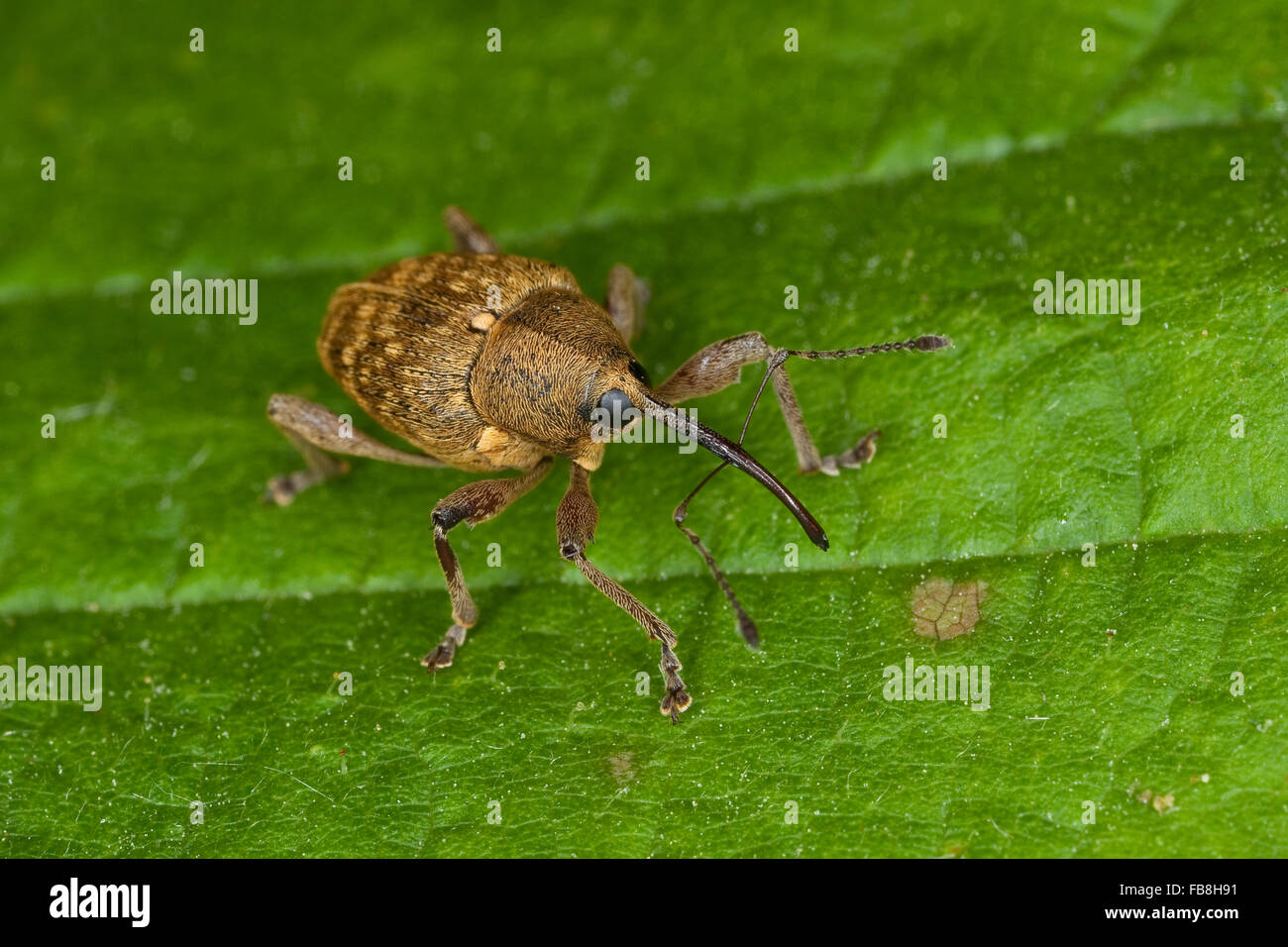 Nuss-Rüsselkäfer, Haselnuss Rüsselkäfer, Haselnussbohrer, Haselnußbohrer, Haselnuss-Bohrer, Curculio Nucum, Balaninus Nucum Stockfoto