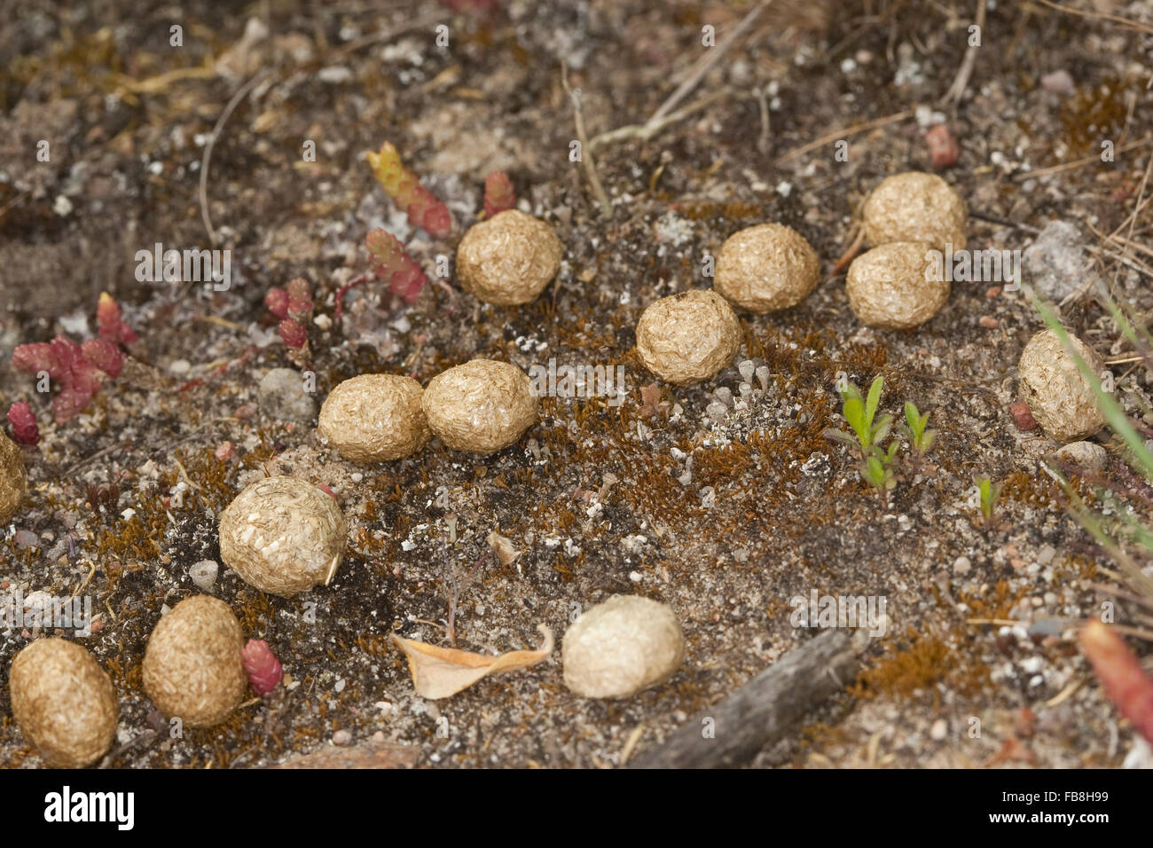 Brauner Hase, Kot, Schmutz, Exkremente, Fkalien, Feldhase, Feld-Hase,  Hase, Solucao, Kot, Kotpillen, Lepus Europaeus, Livre Brun Stockfotografie  - Alamy