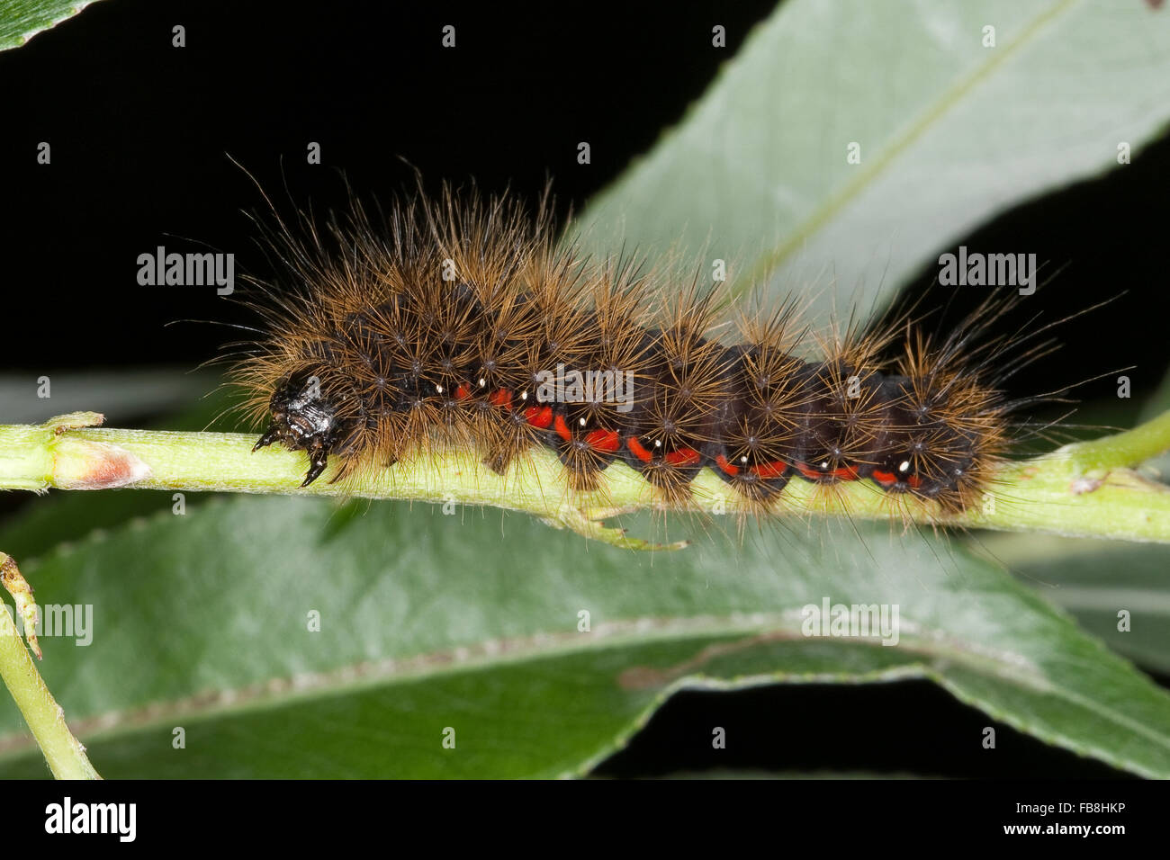 Leichte Knot Grass, Raupe, Heidemoor-Rindeneule, Fieberklee-Sumpfeule, Raupe, Acronicta Menyanthidis, Apatele Menyanthidis Stockfoto