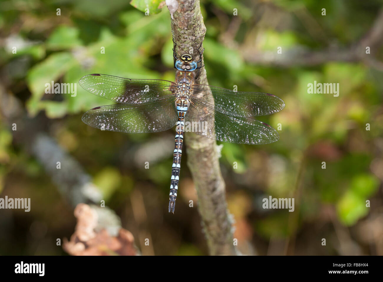 Knapp Aeshna, Migranten Hawker, Männlich, Männchen, Herbstmosaikjungfer, Herbst-Mosaikjungfer, Mosaikjungfer Aeshna Mixta, Aeschna Stockfoto