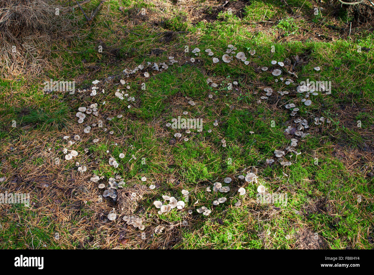 Fairy Ring, Fee Kreis, Elf Kreis, Elf Ring, Pixie Ring, Clitocyboid Pilz, Hexenring, Feenring, Trichterling Clitocybe Stockfoto