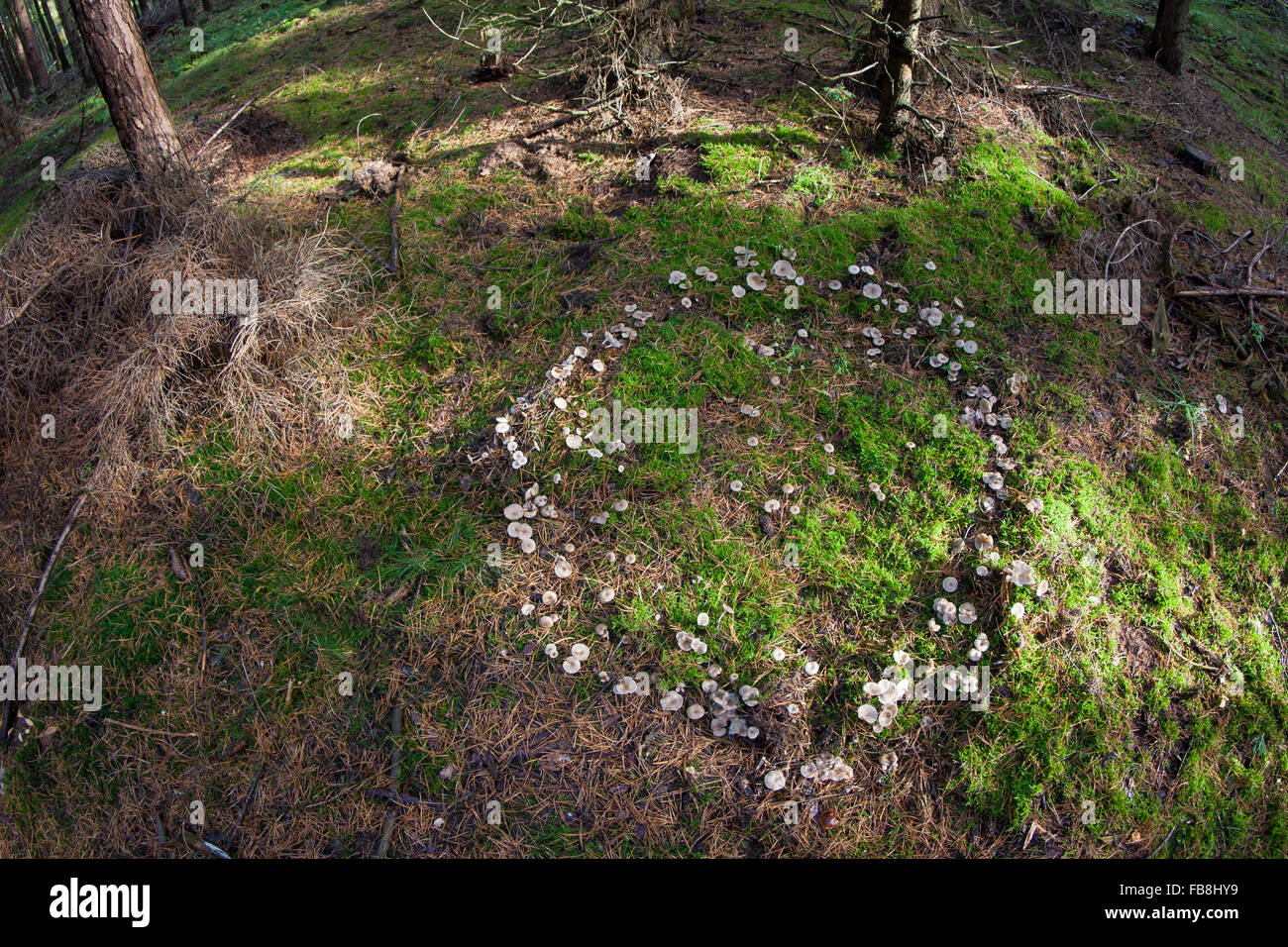 Fairy Ring, Fee Kreis, Elf Kreis, Elf Ring, Pixie Ring, Clitocyboid Pilz, Hexenring, Feenring, Trichterling Clitocybe Stockfoto