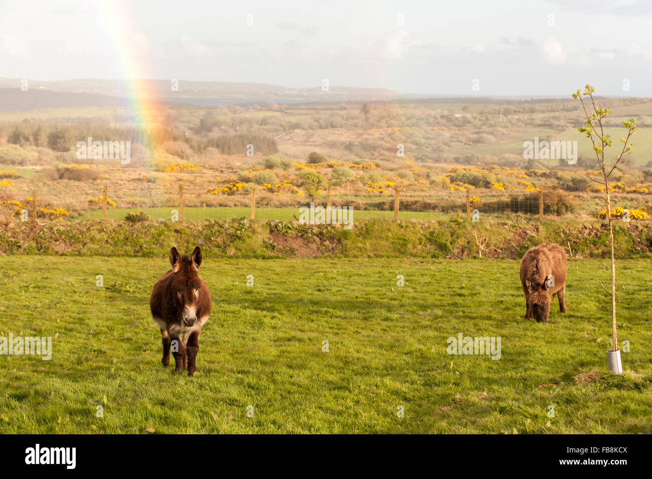 Zwei Esel grasen in einem Feld mit einem Regenbogen hinter ihnen in Ballydehob, West Cork, Irland. Stockfoto