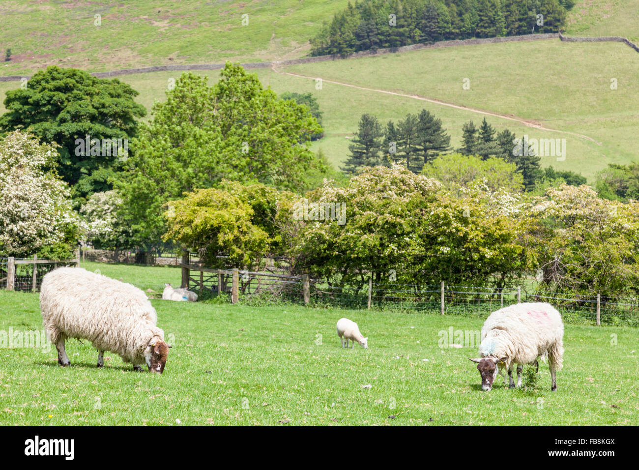 Schafe in einem Feld im Sommer, Alfreton, Derbyshire, Peak District, England, Großbritannien Stockfoto