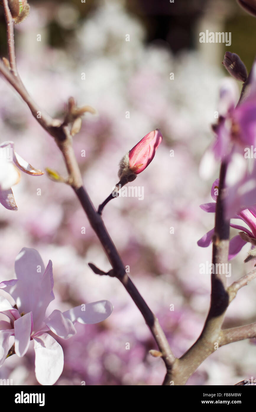 Magnolien Bluhen Hautnah Stockfotos Magnolien Bluhen Hautnah
