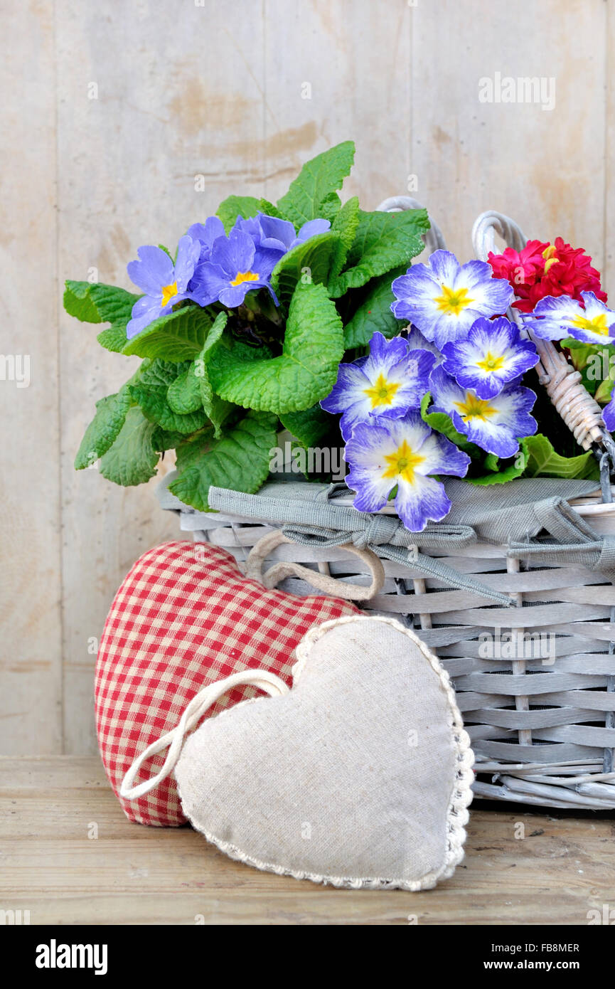 Frühlingsblumen im Korb mit herzförmigen Kissen Stockfoto