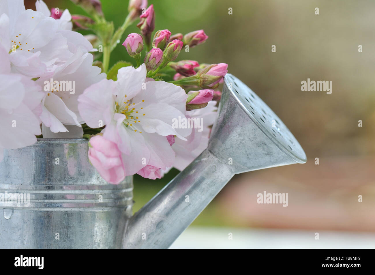 hübschen Busch Kirschblüte in einer kleinen Metall Gießkanne Stockfoto