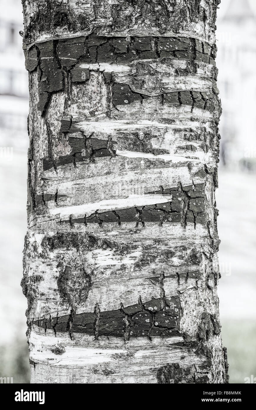Nahaufnahme auf einer Birke Baumrinde im park Stockfoto