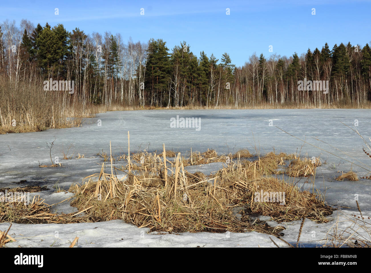 Wald über Schwarze See (Tschernoe man) im Winter über Zelenograd, Moskau, Russland Stockfoto