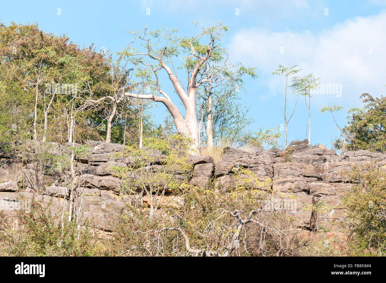 Moringa-Baumes in Halali in Etosha Nationalpark, Namibia Stockfoto