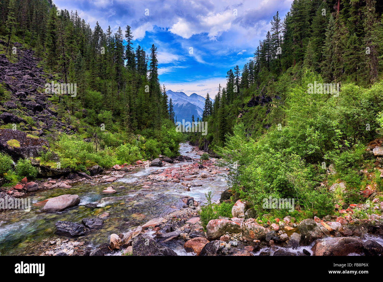 Schlucht mit dunklen Nadelbäume in der sibirischen Taiga überwuchert. Östlichen Sayan. Russland Stockfoto