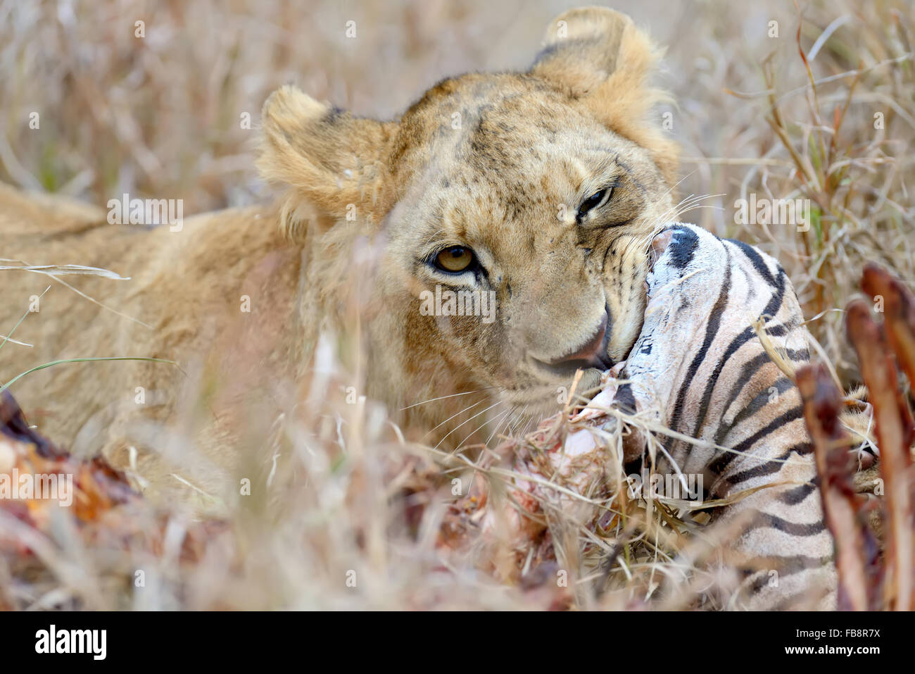 Löwe, ein Zebra, Nationalpark in Kenia, Afrika Essen Stockfoto