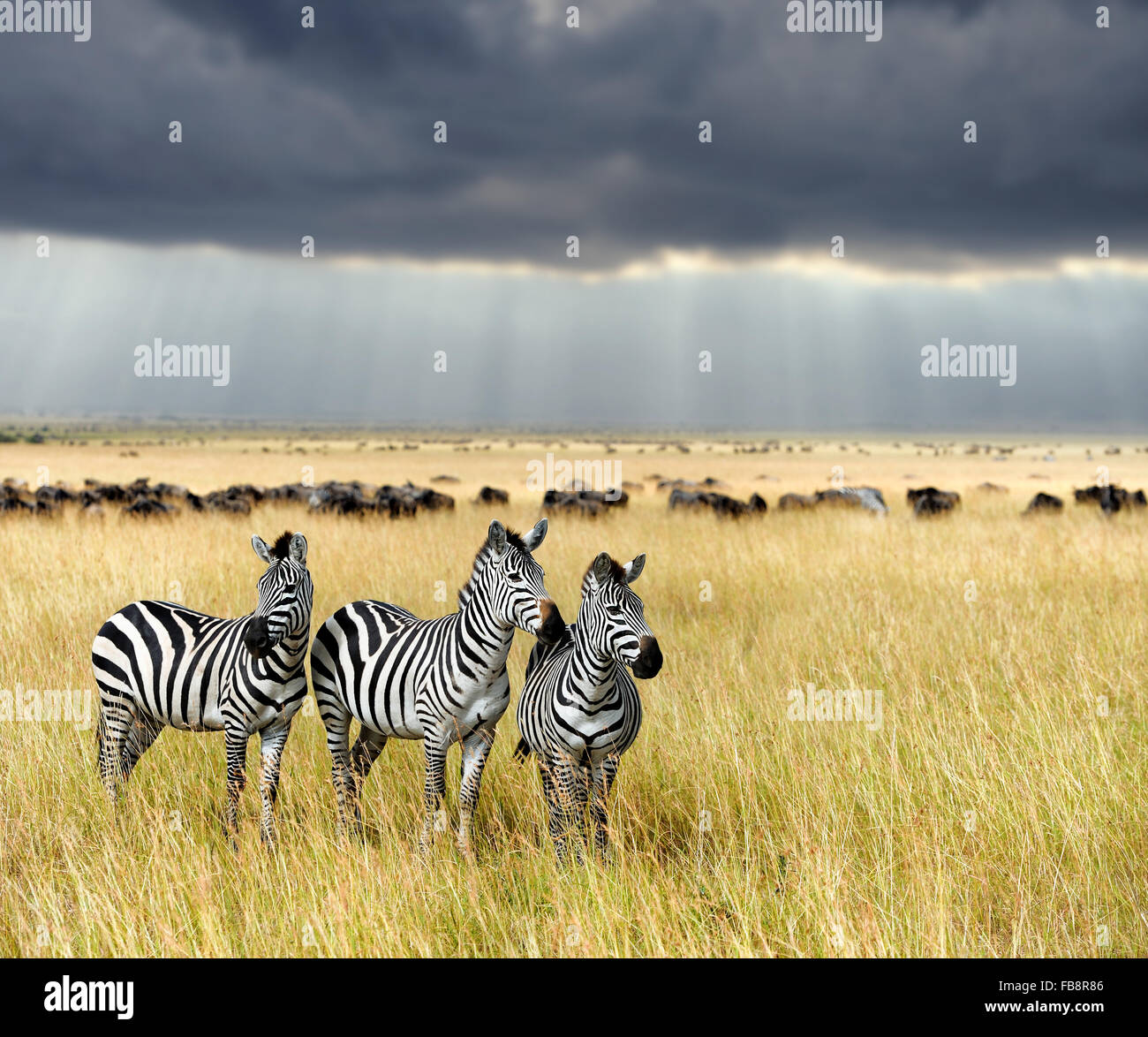 Zebra auf Grünland in Afrika, Nationalpark in Kenia Stockfoto