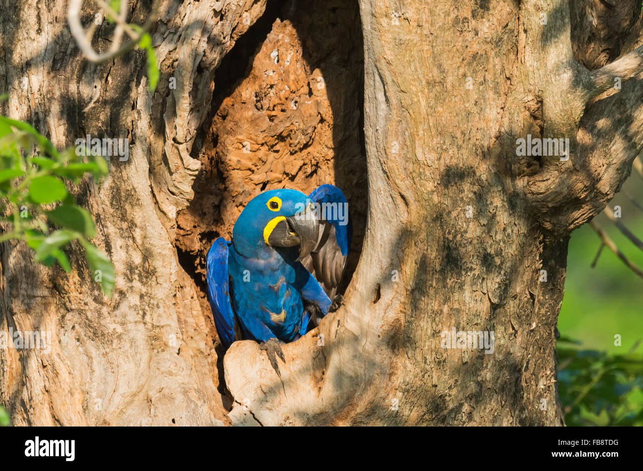 Hyazinth-Ara (Anodorhynchus Hyacinthinus) in seinem Nest Baum, Pantanal, Mato Grosso, Brasilien Stockfoto