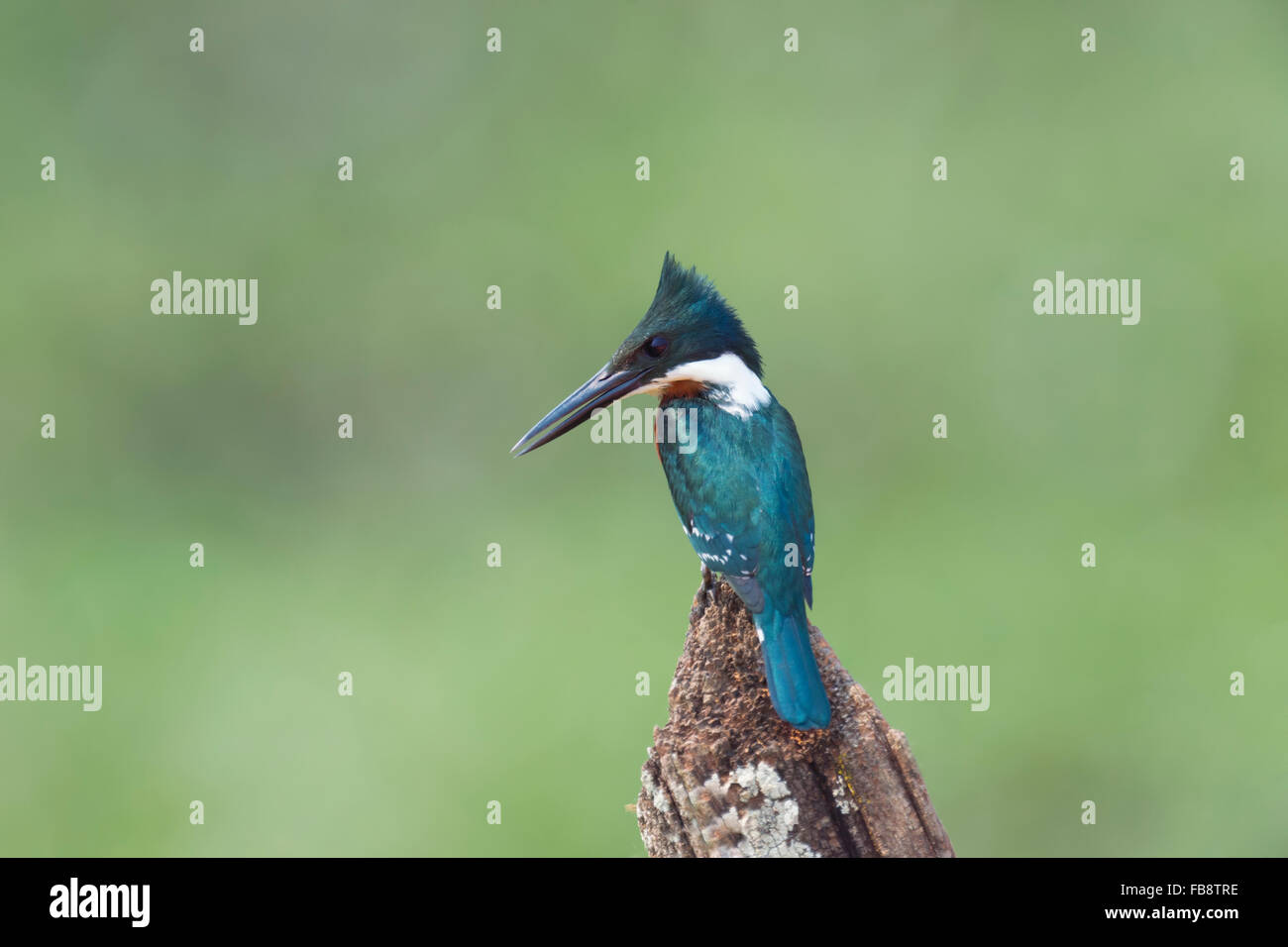 Grüne Kingfisher (Chloroceryle Americana), Pantanal, Mato Grosso, Brasilien Stockfoto