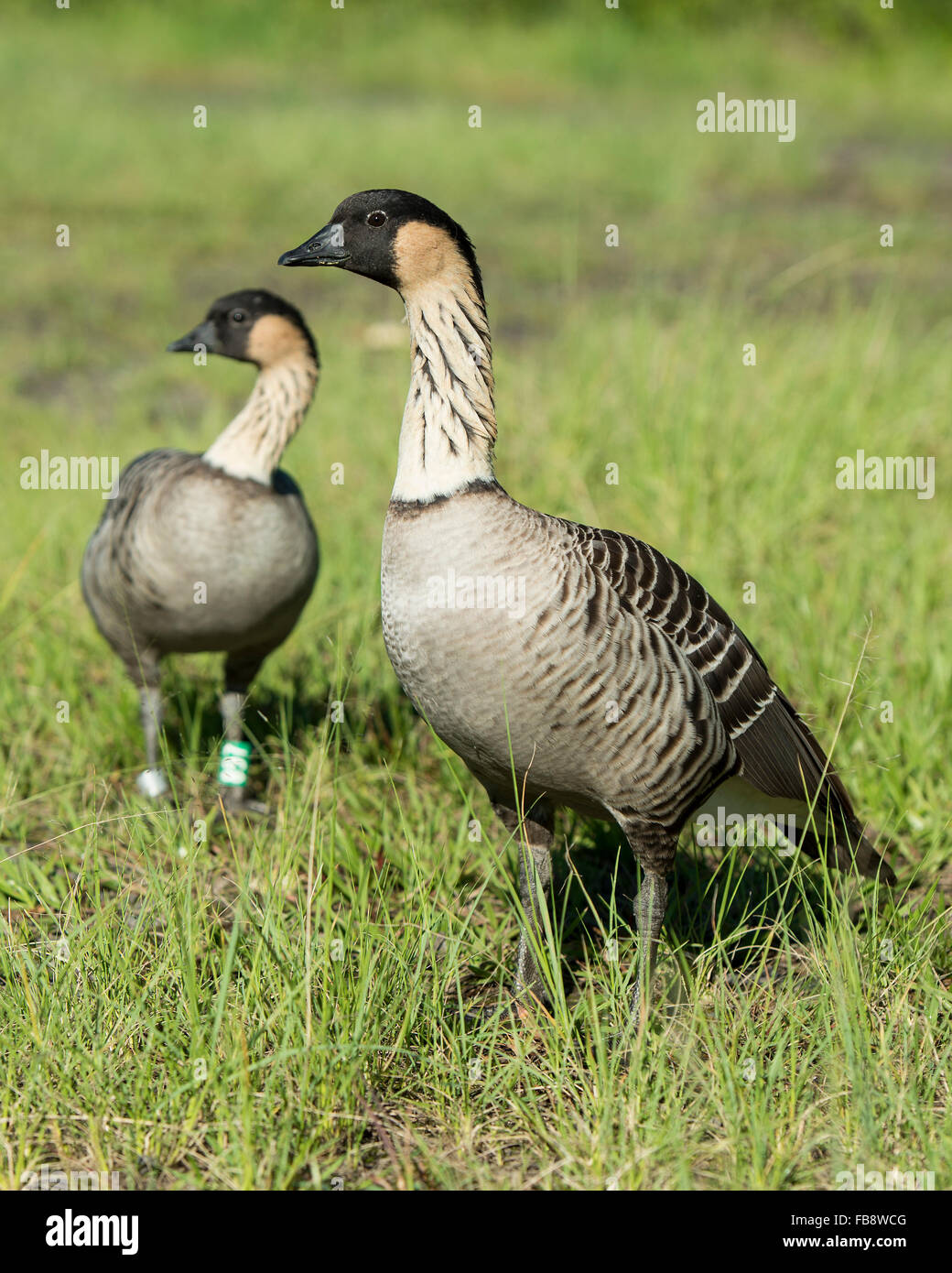 Hawaiian Nene Gänse auf der Big Island von Hawaii Stockfoto