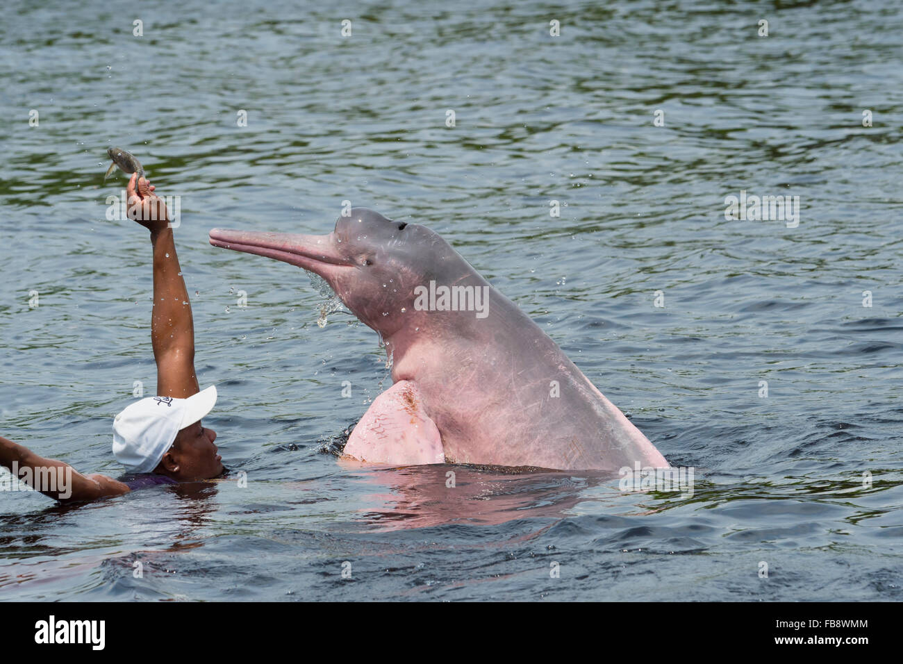 Rosa amazonas delphin -Fotos und -Bildmaterial in hoher Auflösung – Alamy