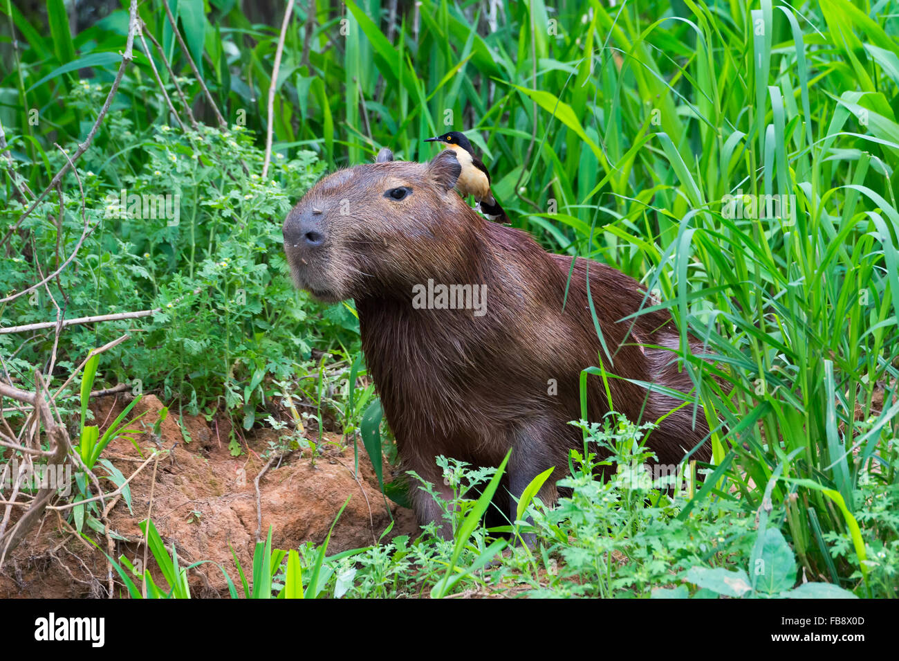 Capybara (Hydrochaeris Hydrochaeris) mit einem schwarz-capped Donacobius (Donacobius Atricapilla) auf der Rückseite, Pantanal, Brasilien Stockfoto