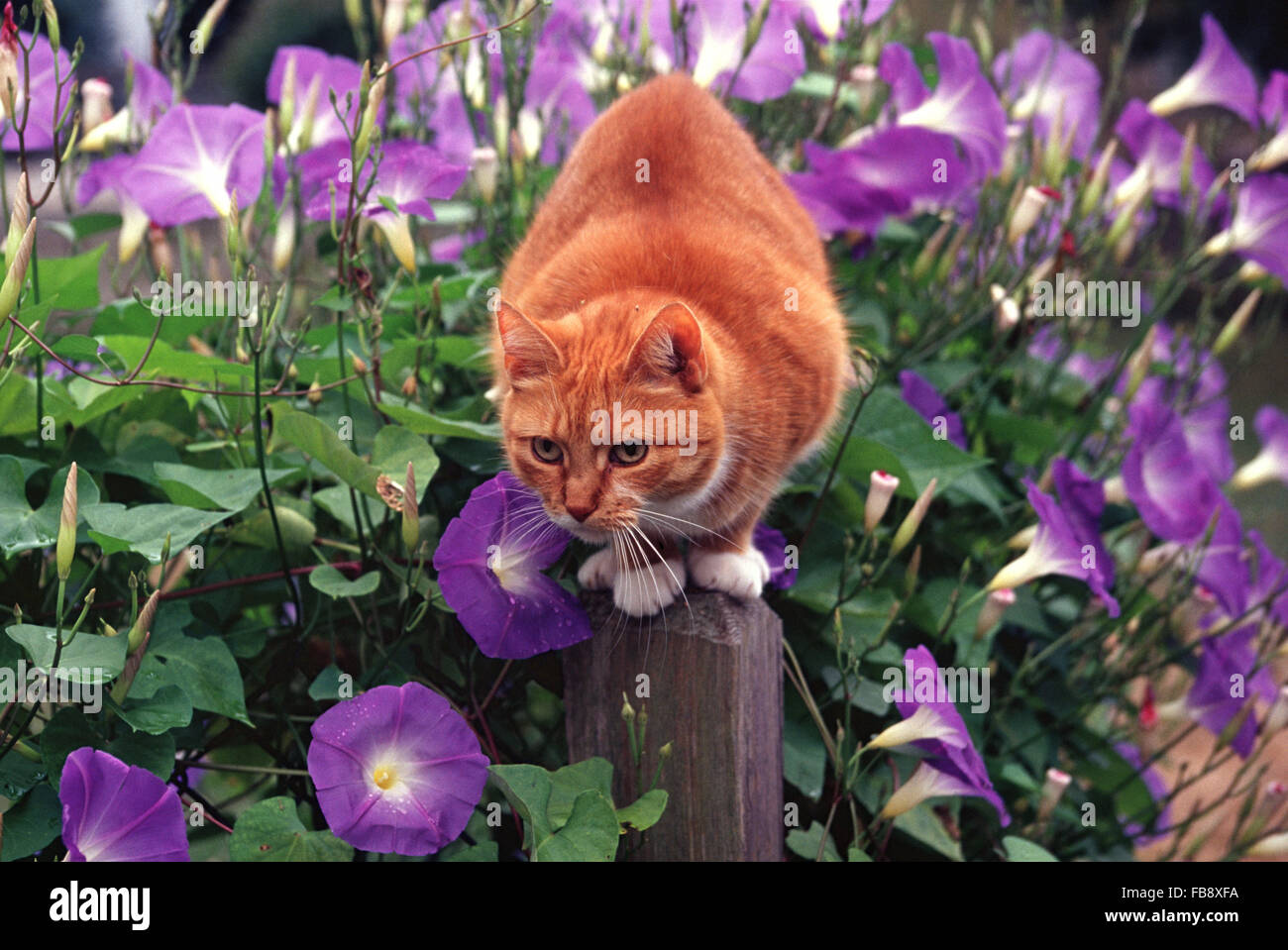 Orange Tabby Katze hockt auf Zaunpfahl bedeckt in Winden Stockfoto