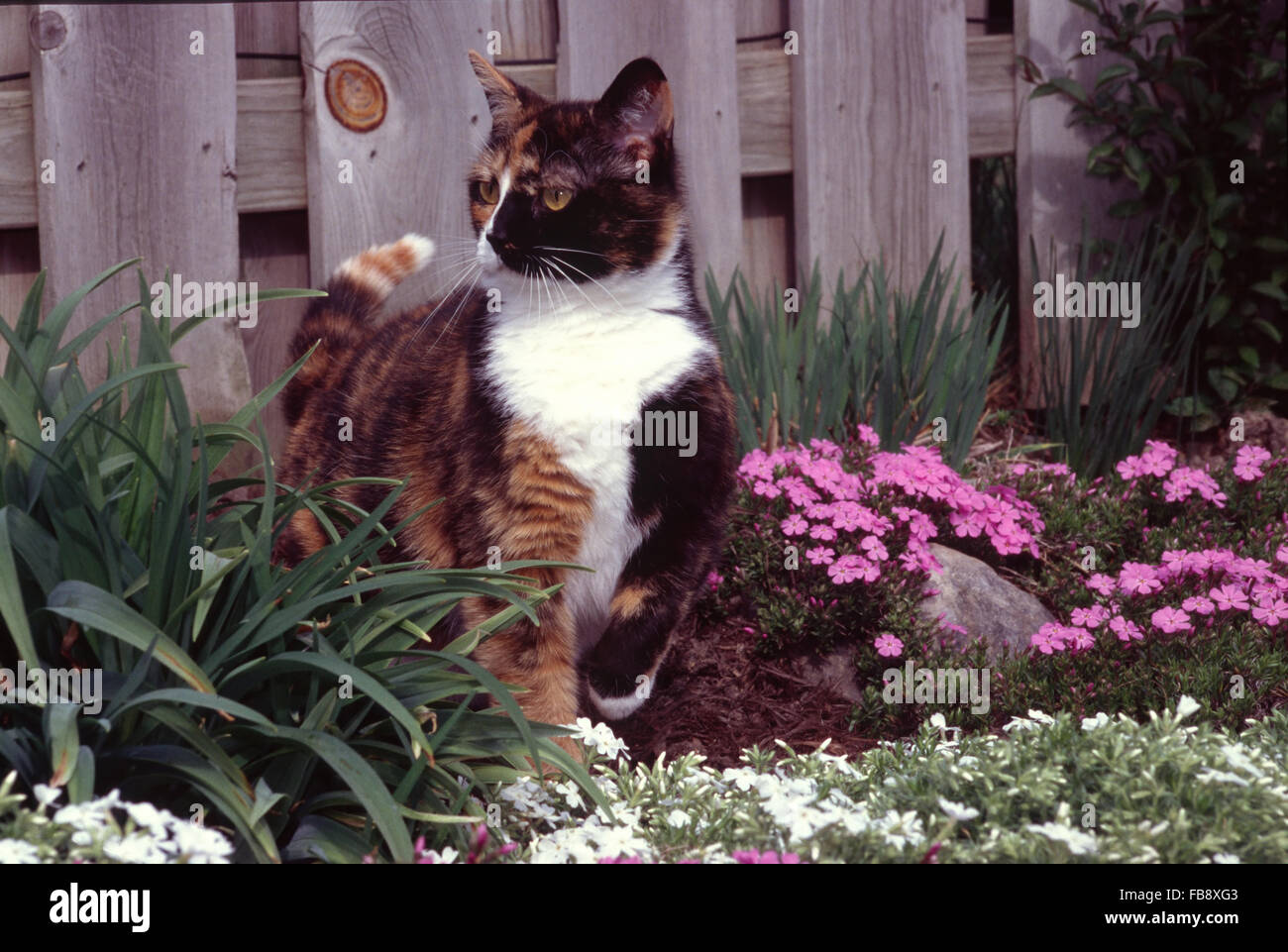 Erschrocken Calico-Katze im Garten Stockfoto