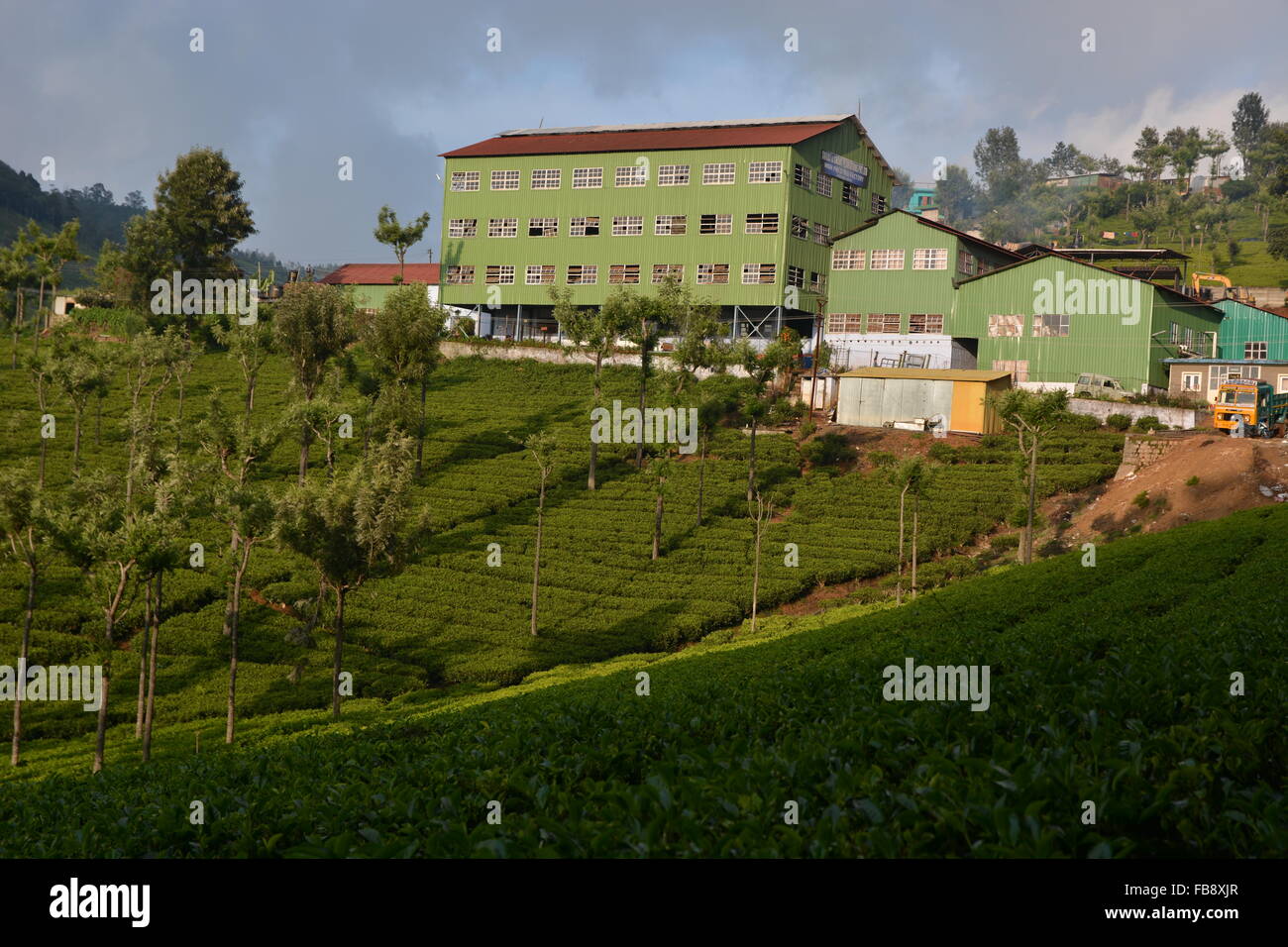 Tee-Plantage mit Stoff in Coonoor, Süd-Indien Stockfoto