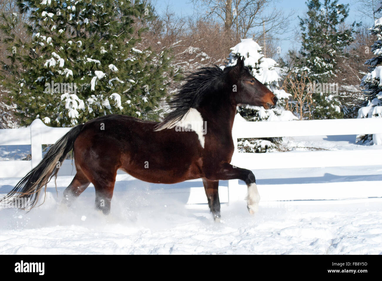 Bay Pinto Pferd galoppiert durch Schnee auf hellen Wintertag Stockfoto