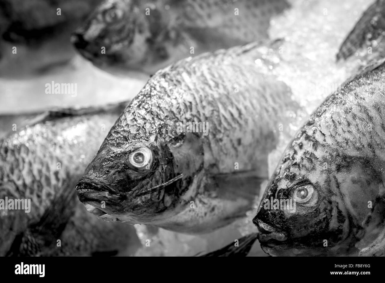 Frischer Fisch zum Verkauf im Ladengeschäft Fischhändler. Stockfoto