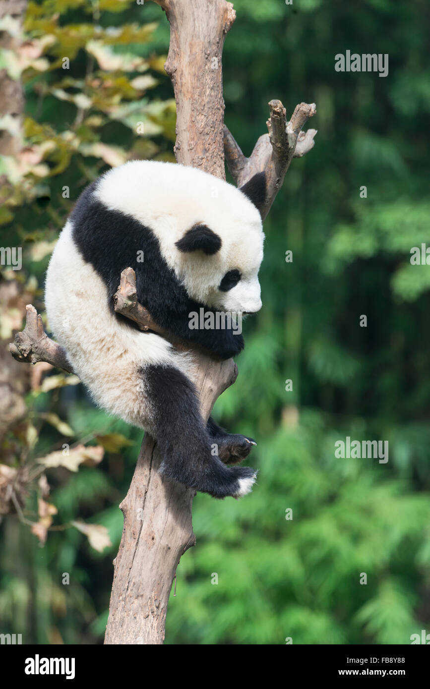 Im Alter von zwei Jahren junge großer Panda (Ailuropoda Melanoleuca) auf einen Baum klettern China Conservation and Research Centre für die Gia Stockfoto
