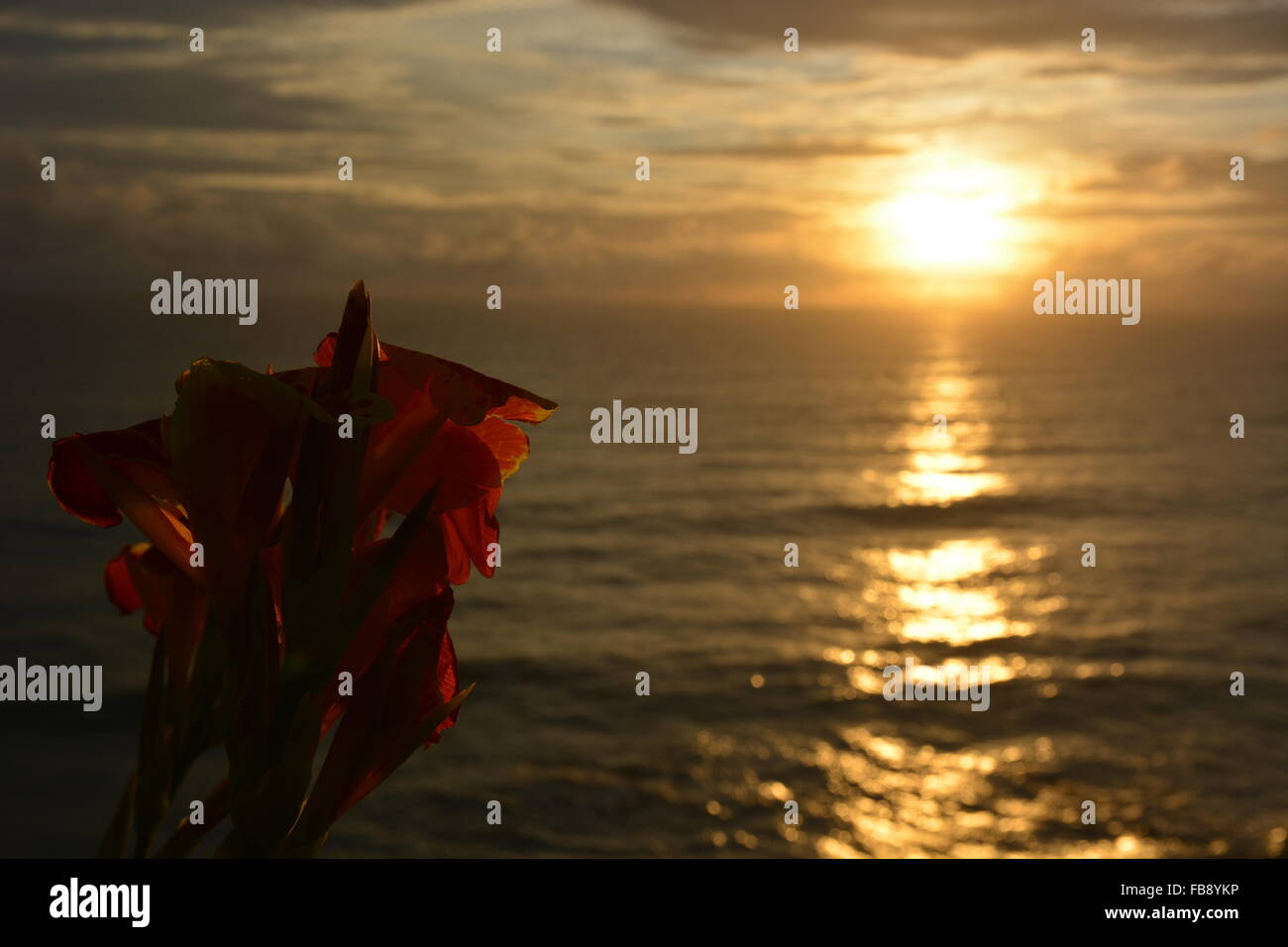 Orchidee Blume während des Sonnenuntergangs in Goa, Süd-Indien Stockfoto