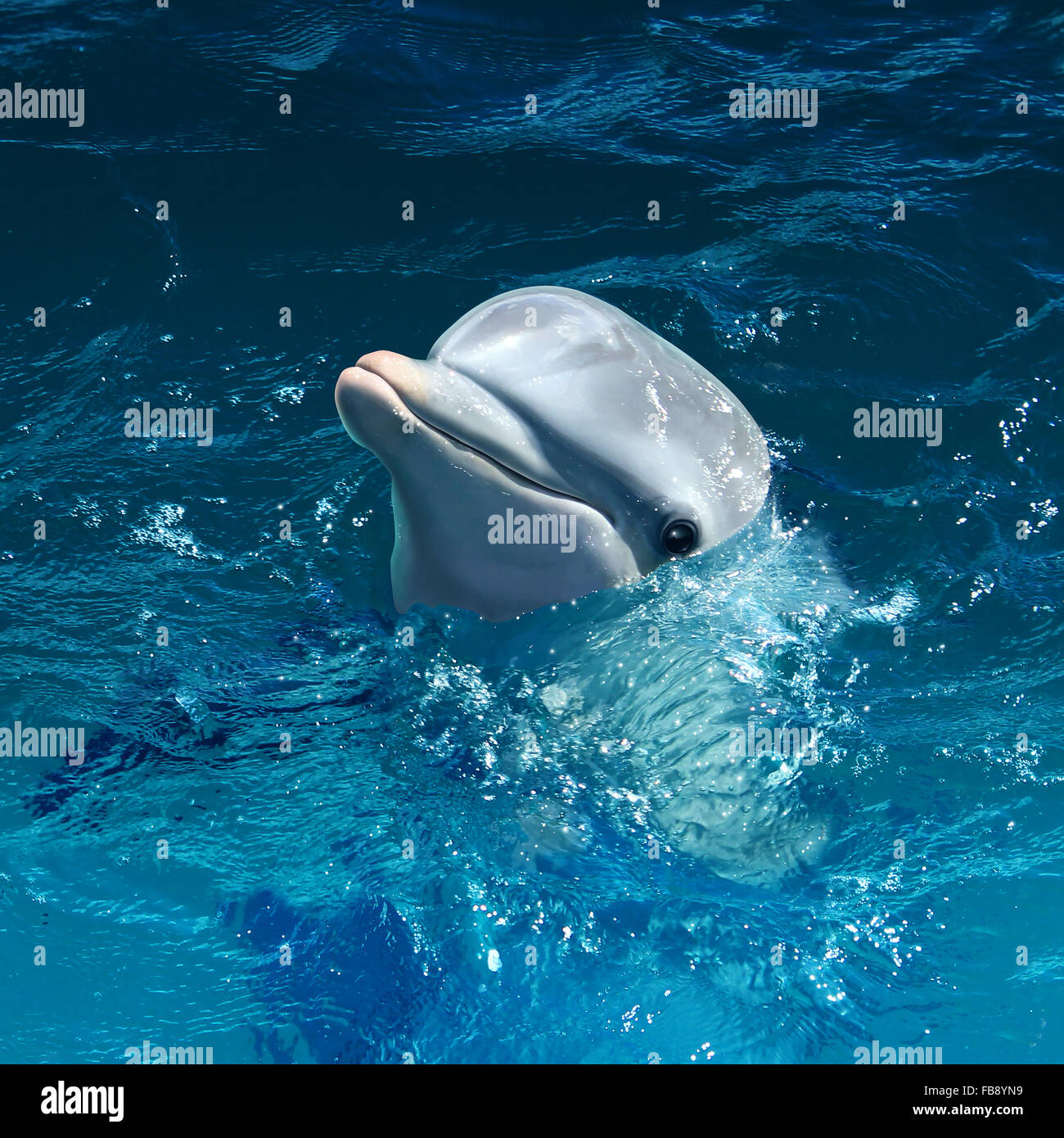 Delphin-Kopf aus Wasser mit einem süßen Lächeln als ein Symbol der Meeressäuger auf See oder im Meer schwimmen. Stockfoto