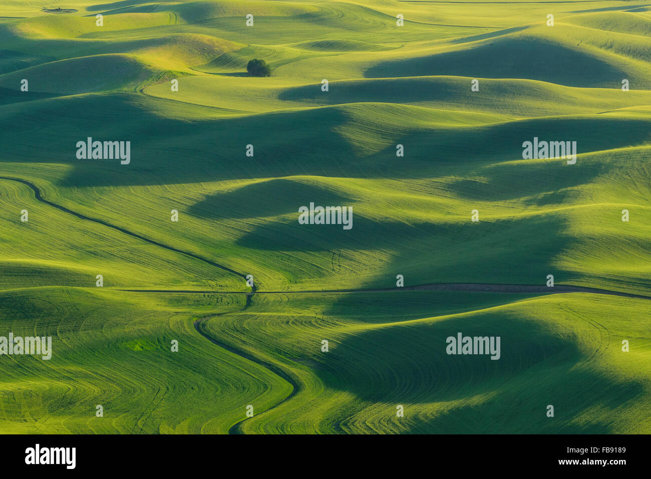 Palouse Weizenfelder von Steptoe Butte, Washington. Stockfoto