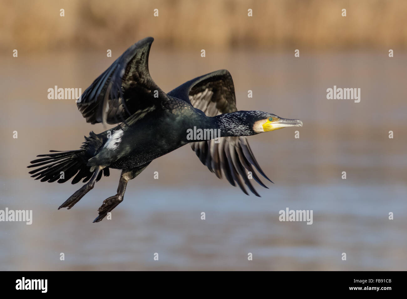 Kormoran (Phalacrocorax Carbo) vor einem Schilfbeetes und Feuchtgebiet Hintergrund abheben. Stockfoto