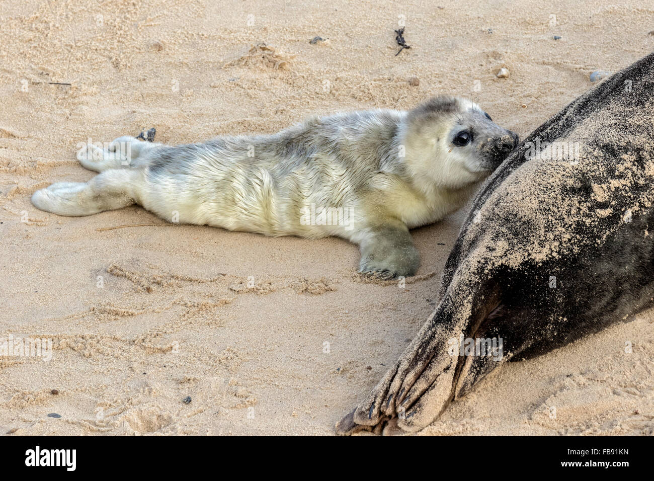 Atlantische Kegelrobben - Halichoerus grypus Stockfoto