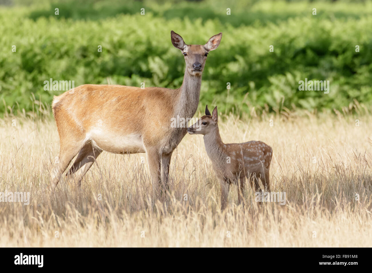 Rothirsch (Cervus Elaphus) Hind Mama Mutter und junge Kälbchen lange Gras. Stockfoto