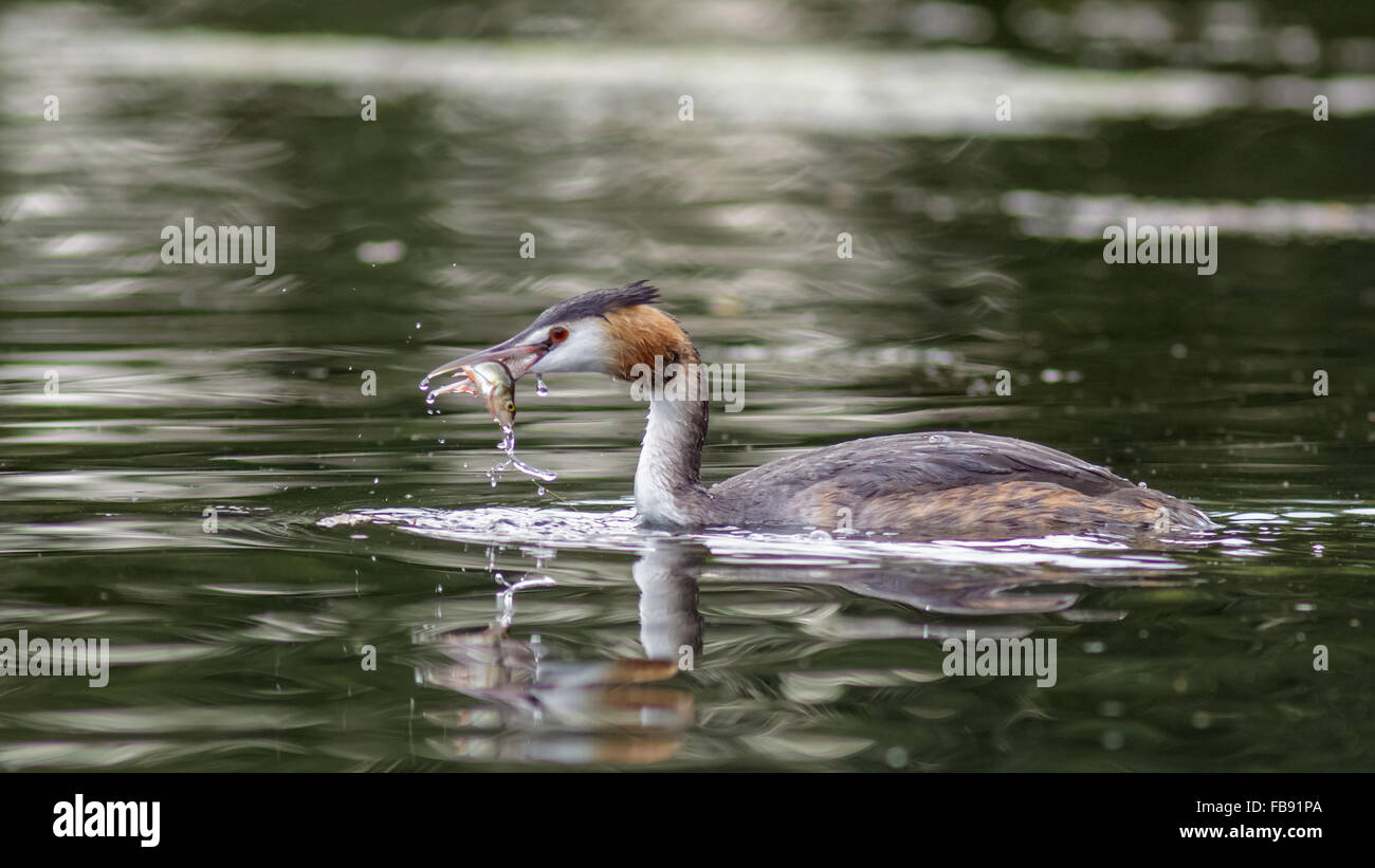 Haubentaucher (Podiceps Cristatus) mit einem Fisch in seiner "Rechnung. Stockfoto