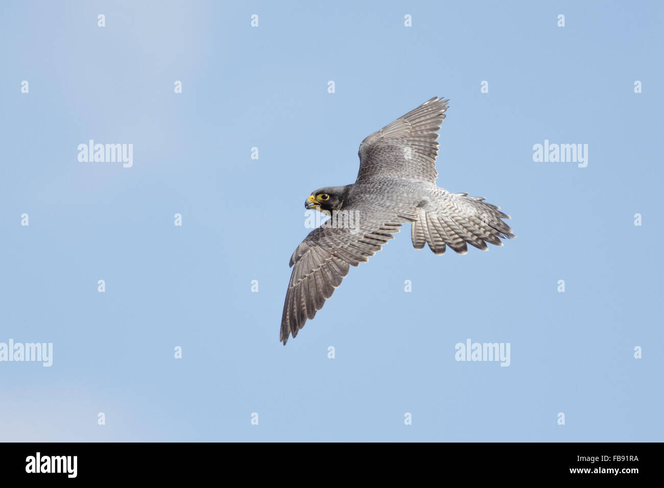 Wanderfalke (Falco Peregrinus) gleiten durch die Luft vor einem blauen Himmel. Stockfoto