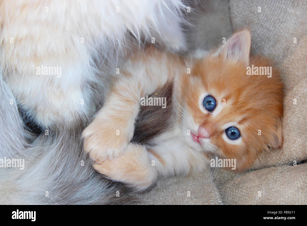 amüsante kleine Kätzchen mit hellblauen Augen Stockfoto