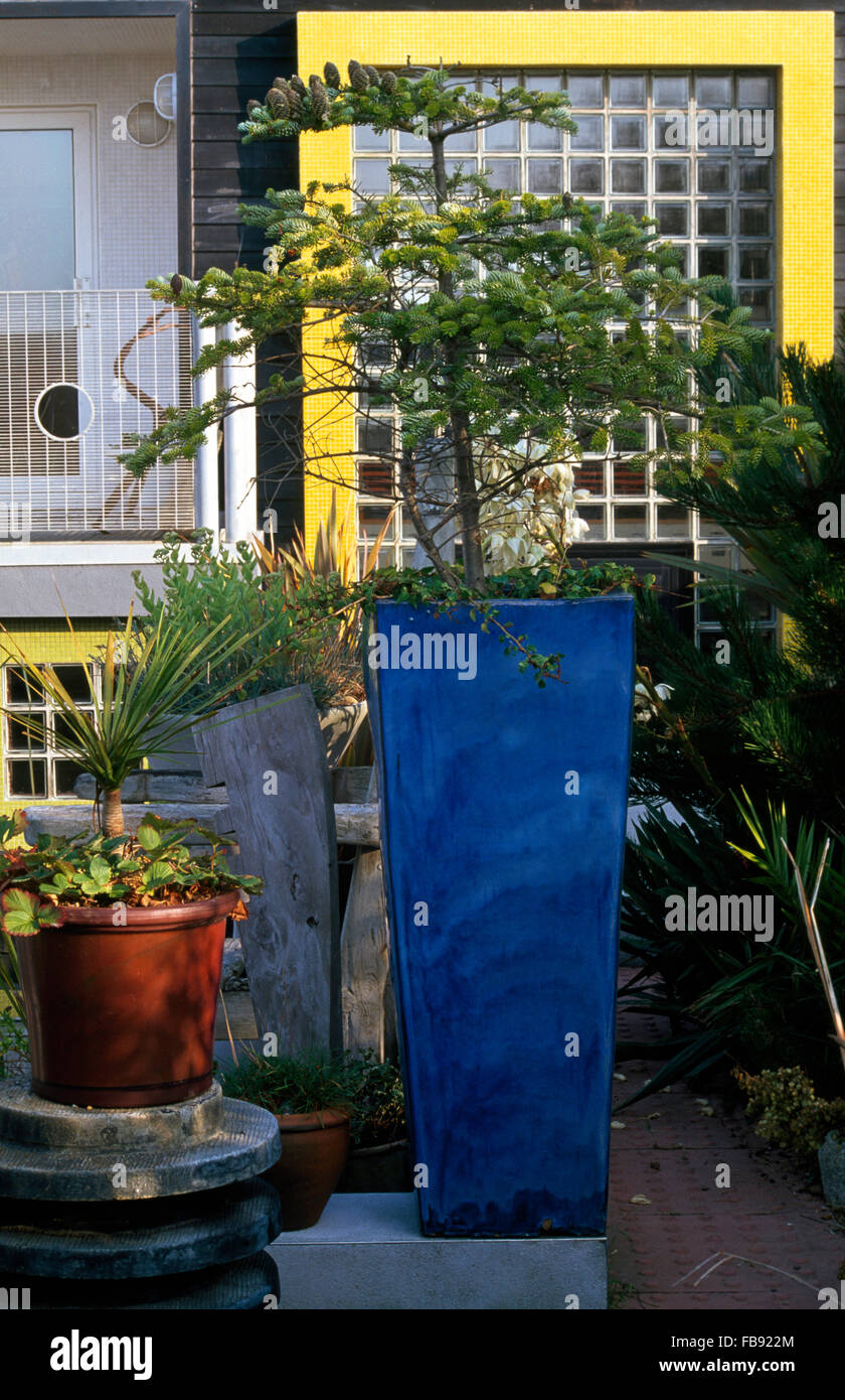 Große blaue Pflanzer mit einer kleinen Tanne auf vor einem modernen Haus mit gelben Lackierung und eine verglaste Gitterfenster ebnet Stockfoto