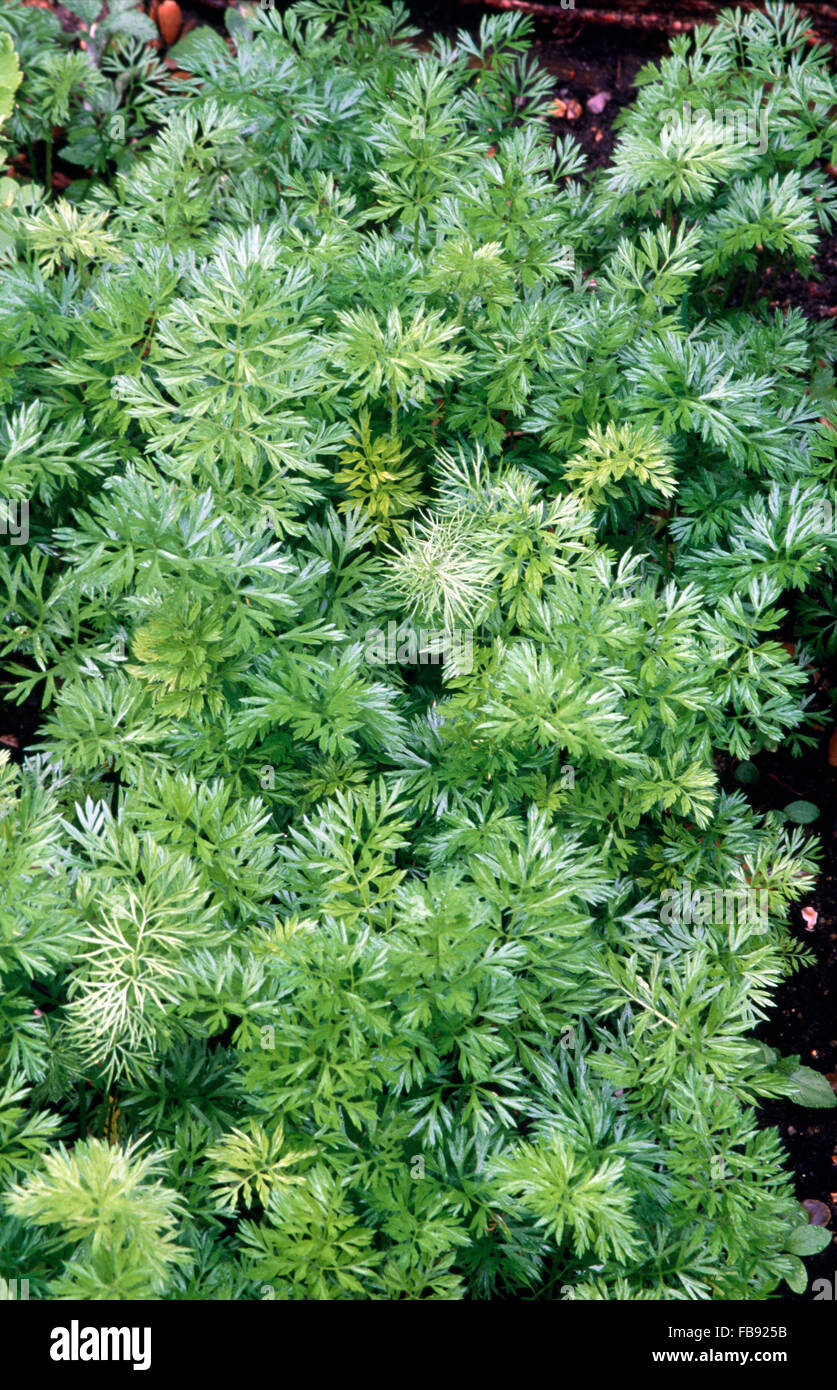 Nahaufnahme der gefiederten Blätter der Potentilla heisses, Silverweed Stockfoto