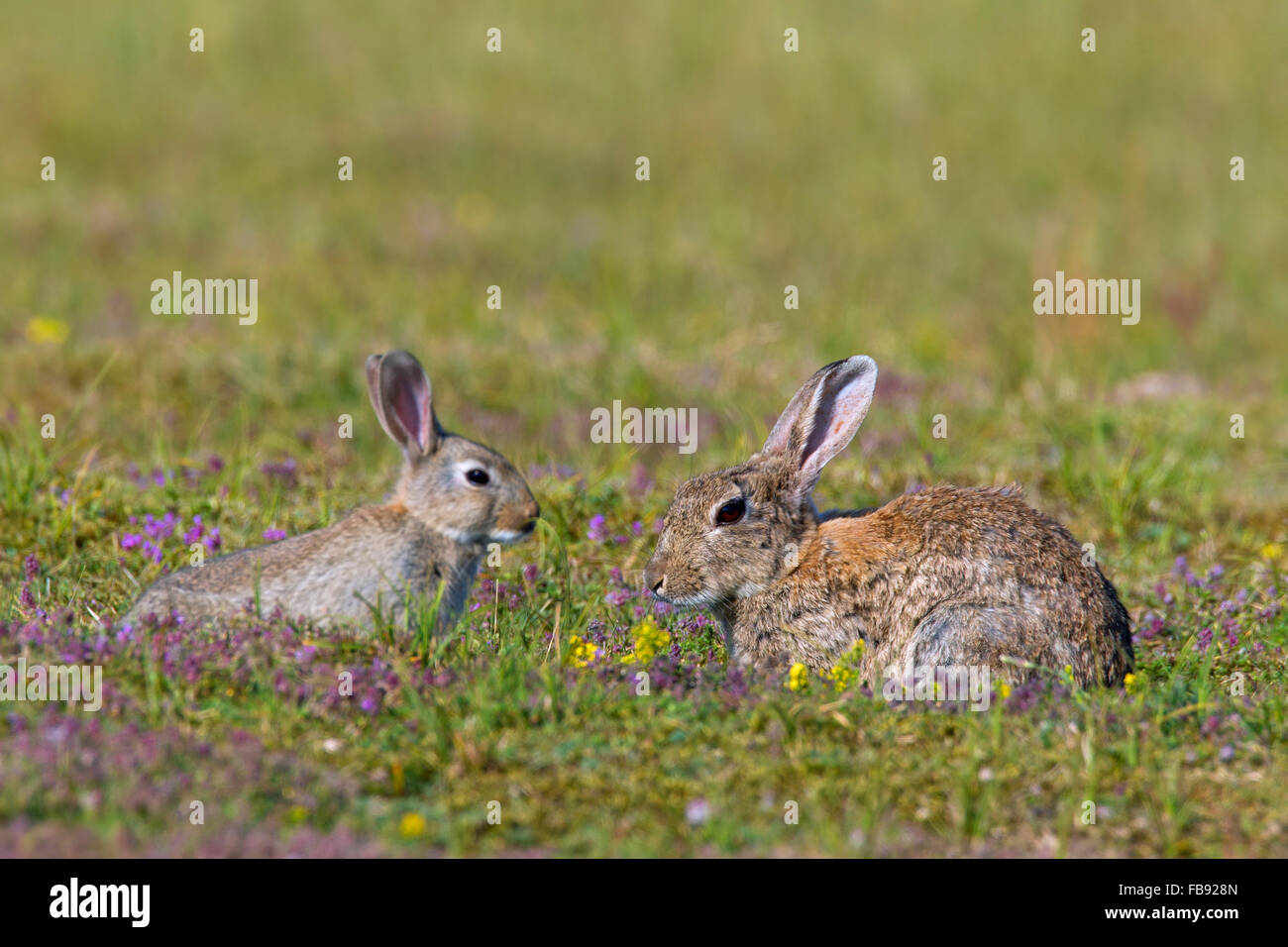 Europäische Kaninchen / gemeinsame Kaninchen (Oryctolagus Cuniculus) Erwachsener mit Jugendlichen in Wiese Stockfoto