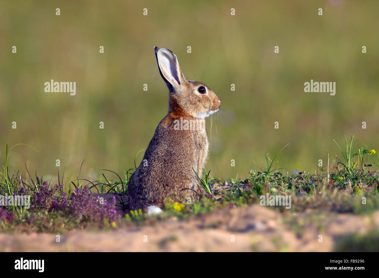 Junge europäische Kaninchen / gemeinsame Kaninchen (Oryctolagus Cuniculus) sitzen in der Wiese Stockfoto