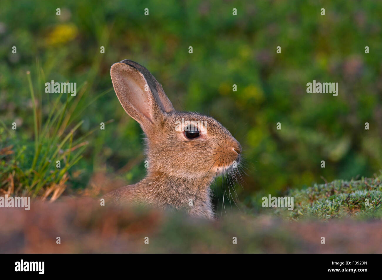 Junge europäische Kaninchen alarmiert / gemeinsame Kaninchen (Oryctolagus Cuniculus) Blick vom Eingang der Höhle / Warren auf Wiese Stockfoto