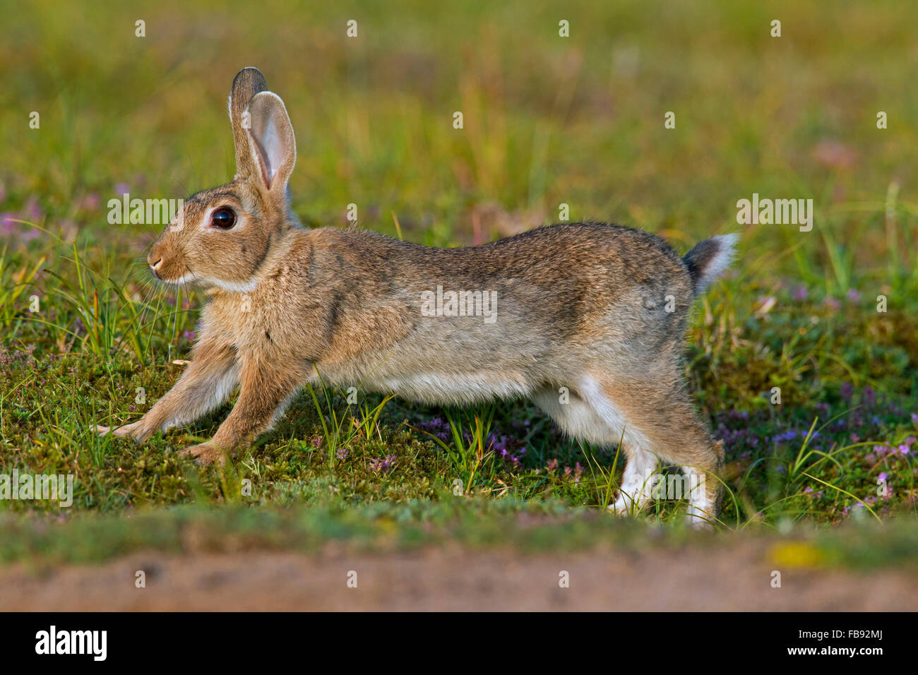Junge europäische Kaninchen / gemeinsame Kaninchen (Oryctolagus Cuniculus) laufen auf Wiese im Sommer Stockfoto