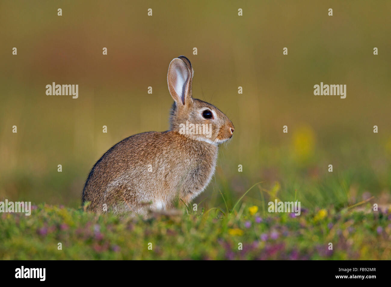 Junge europäische Kaninchen / gemeinsame Kaninchen (Oryctolagus Cuniculus) sitzen in der Wiese Stockfoto