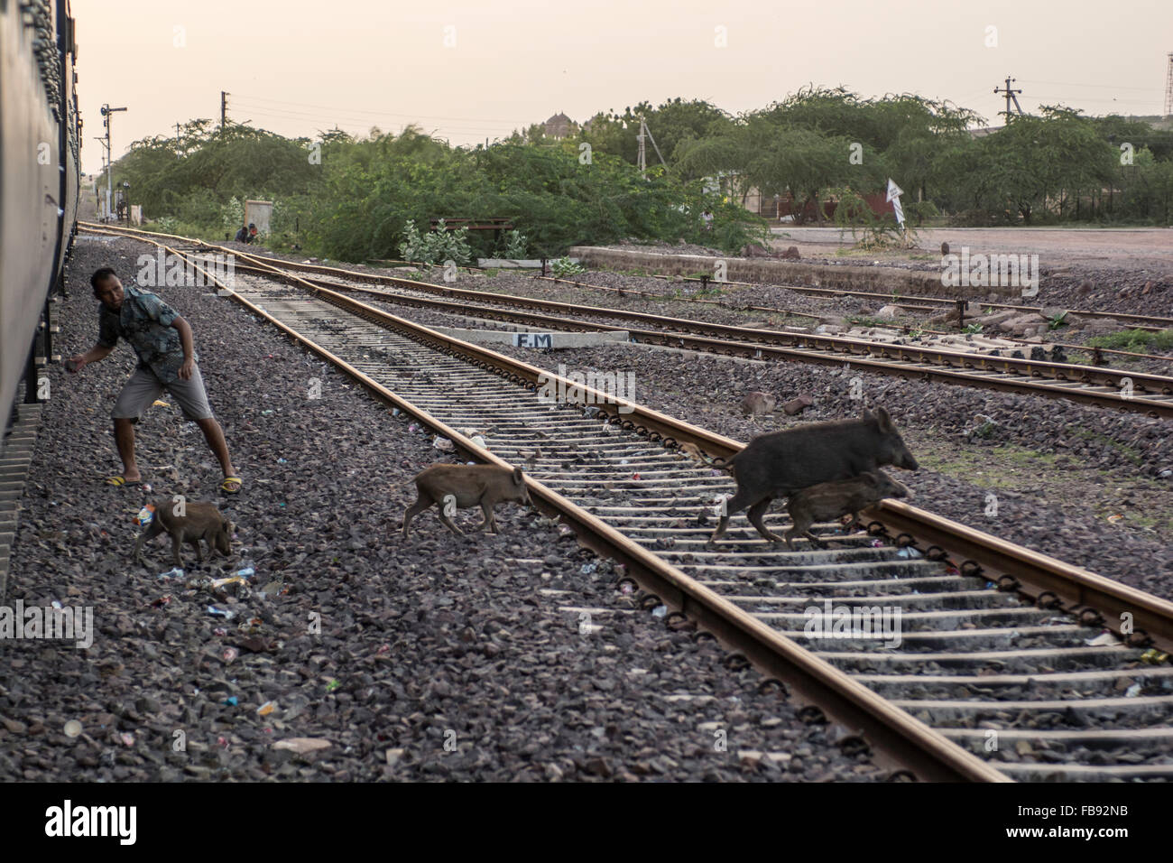 Passagiere, die angreifenden Wildschweine. Indische Eisenbahn, Indien. Stockfoto